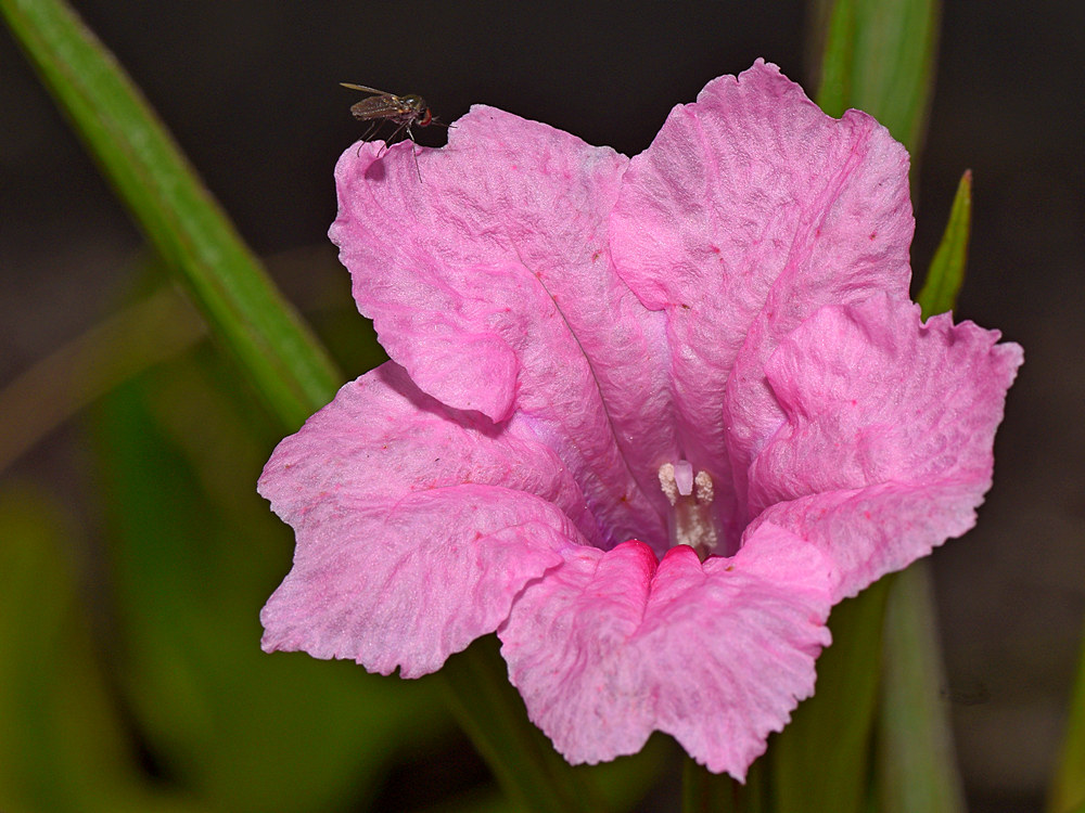 Ruellia.jpg