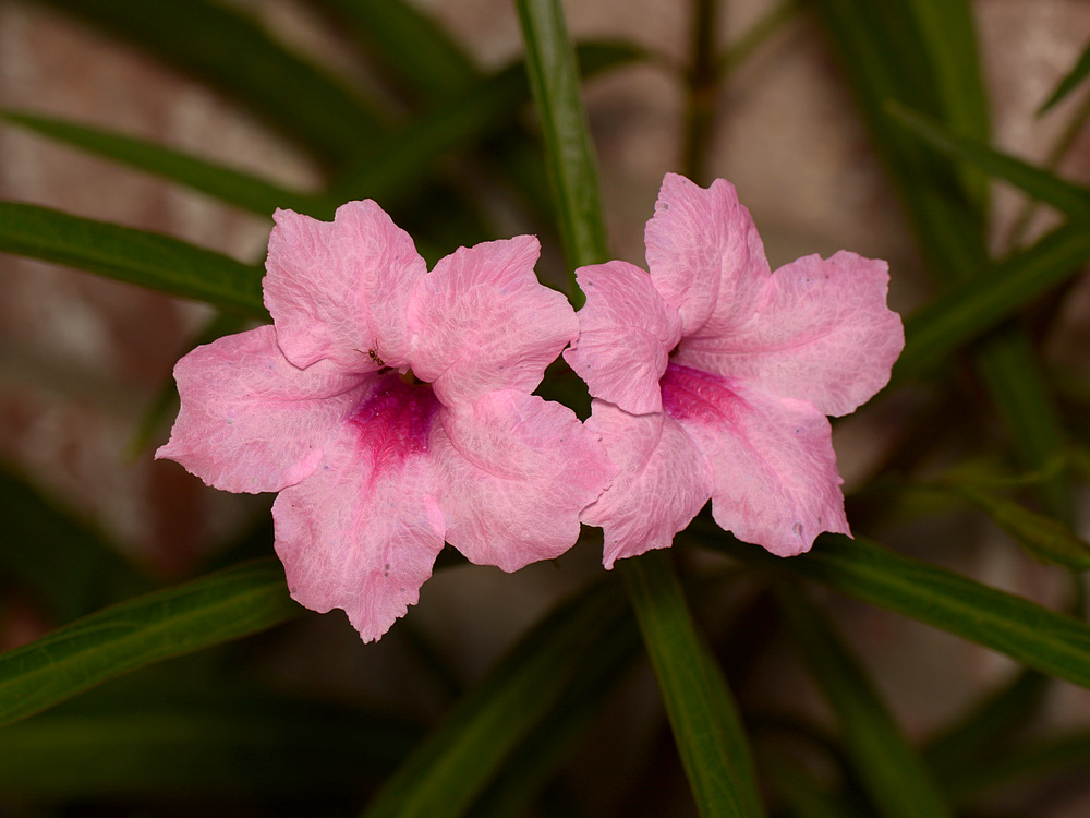 Ruellia2.jpg