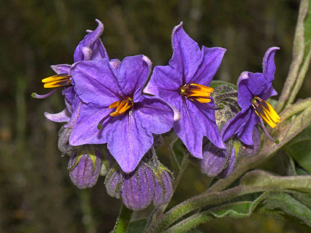 Ruellia_2017_08_23.jpg