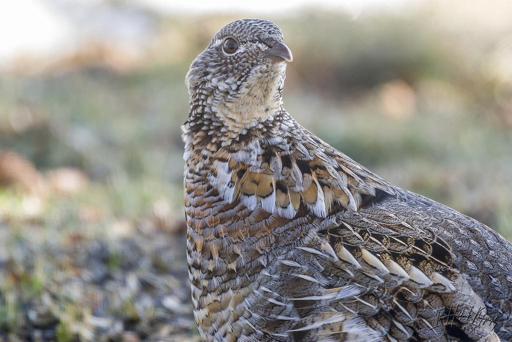 Ruffed Grouse 02.jpg