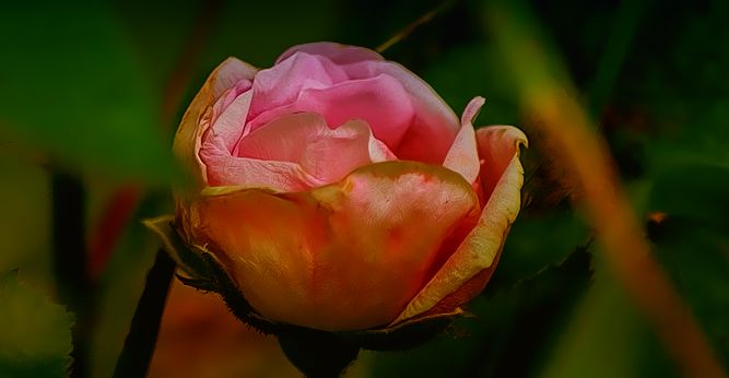 rusty rose.jpg