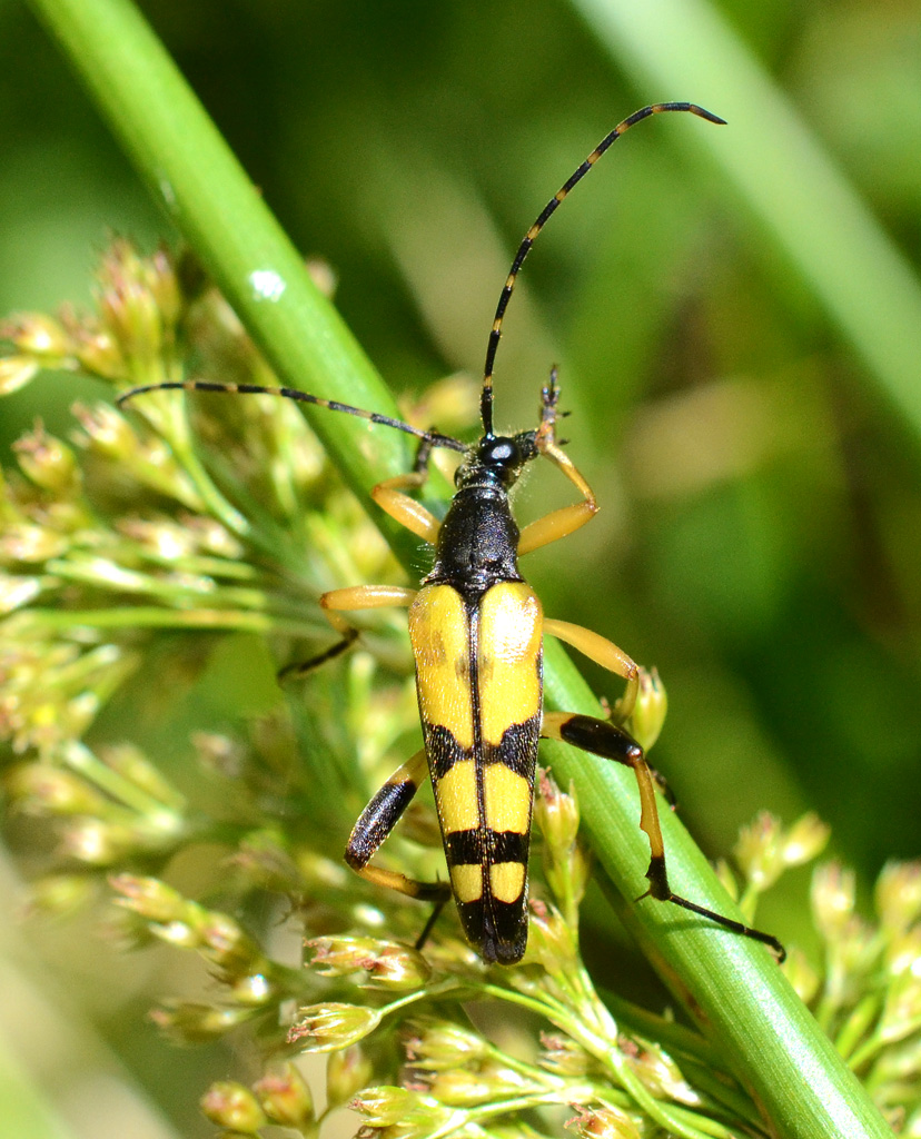 Rutpela maculata.jpg