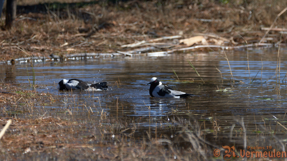 RV_D500_RO_0_DSC_4704_Variant1.jpg