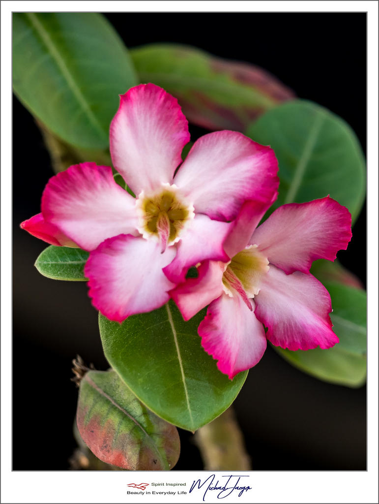 rw-flower-1.jpg