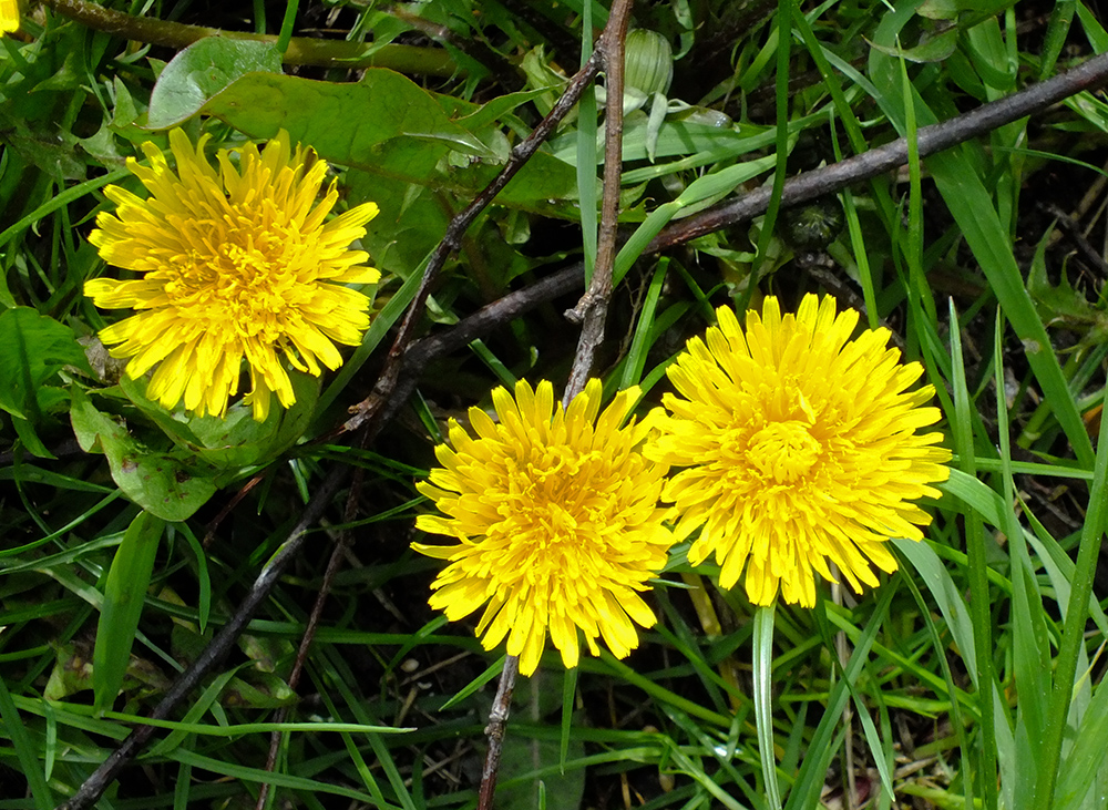 S0047051.jpg