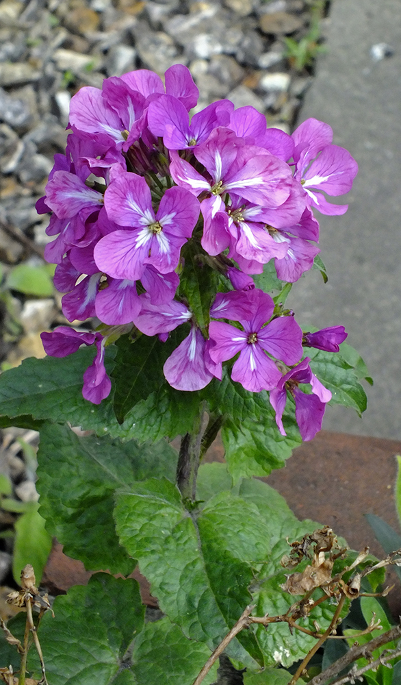 S0067055.jpg