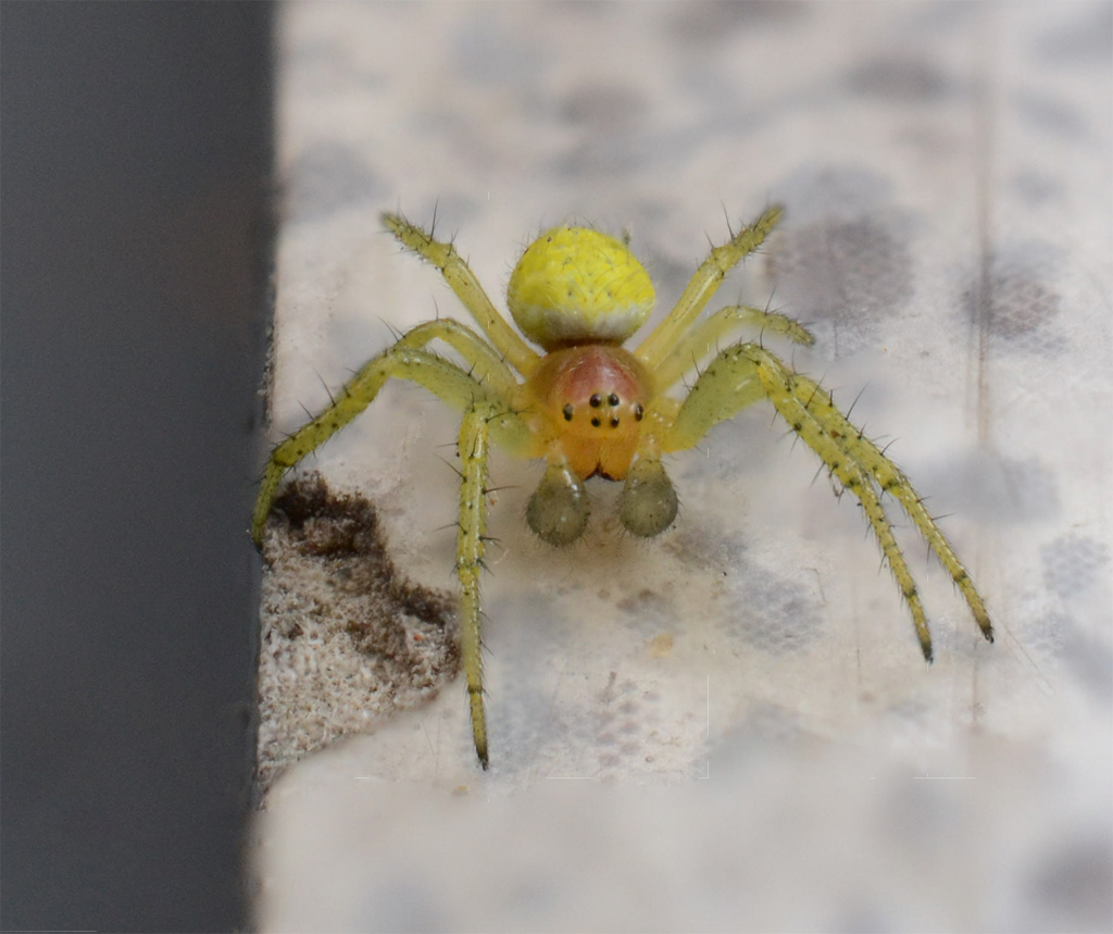 Sac Spider.jpg
