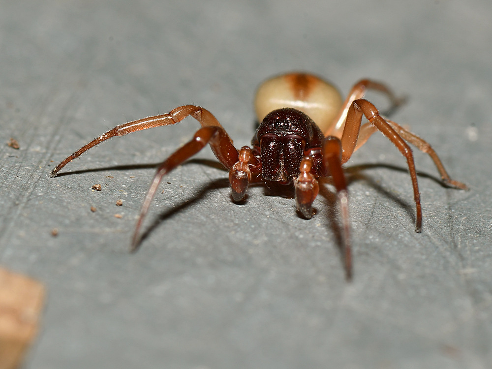 SacSpider.jpg