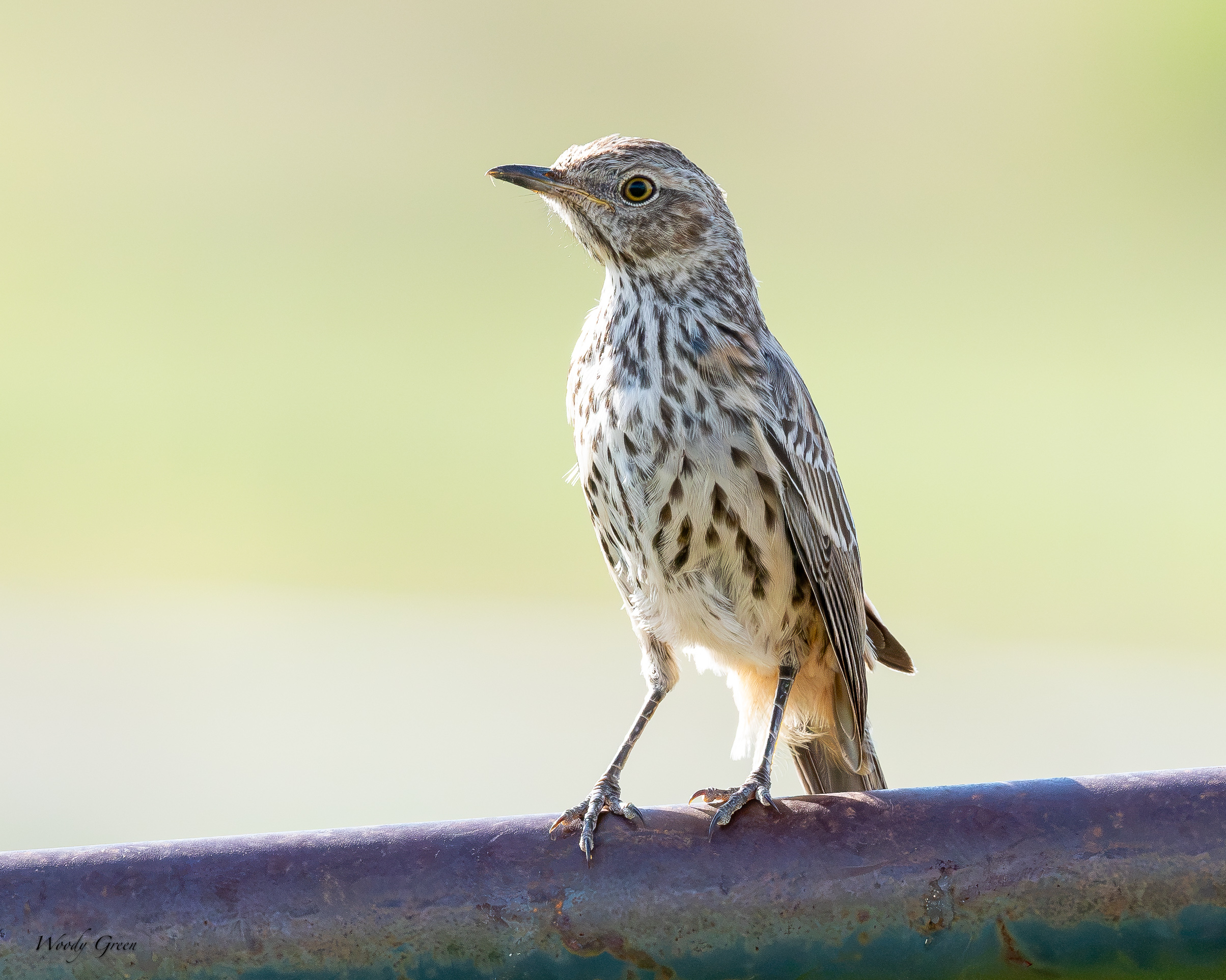 SageThrasher-735.jpg