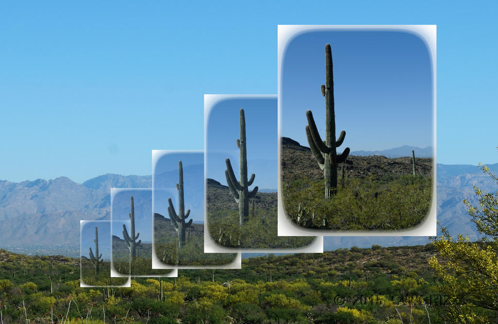 saguaro-npe-rd-cr.jpg
