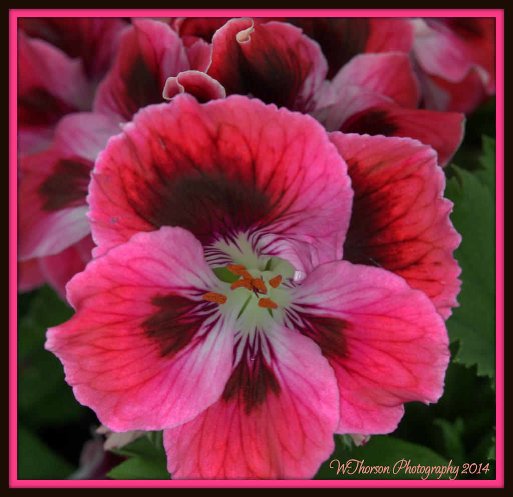 Salmon Begonia.jpg