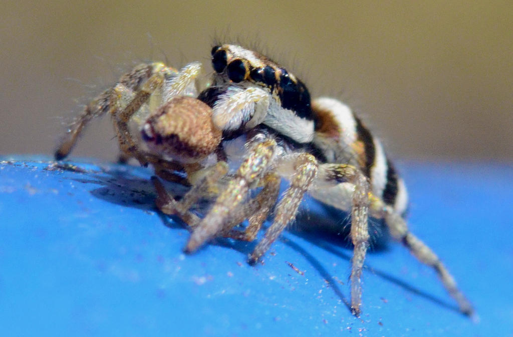 Salticus scenicus 5.jpg