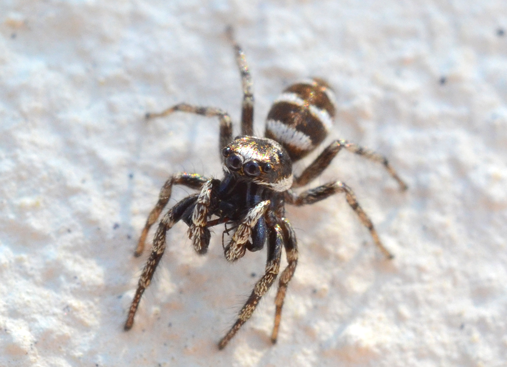 Salticus scenicus male 2.jpg