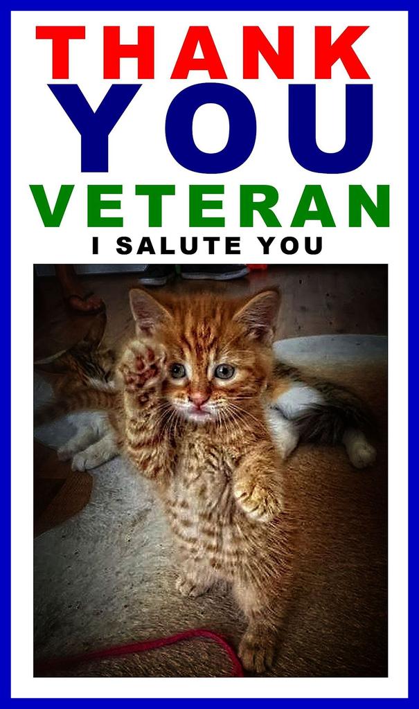 Saluting Cat.jpg