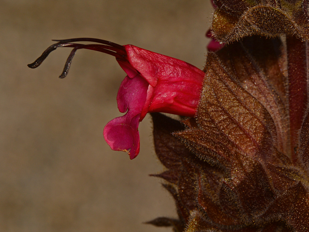Salvia.jpg