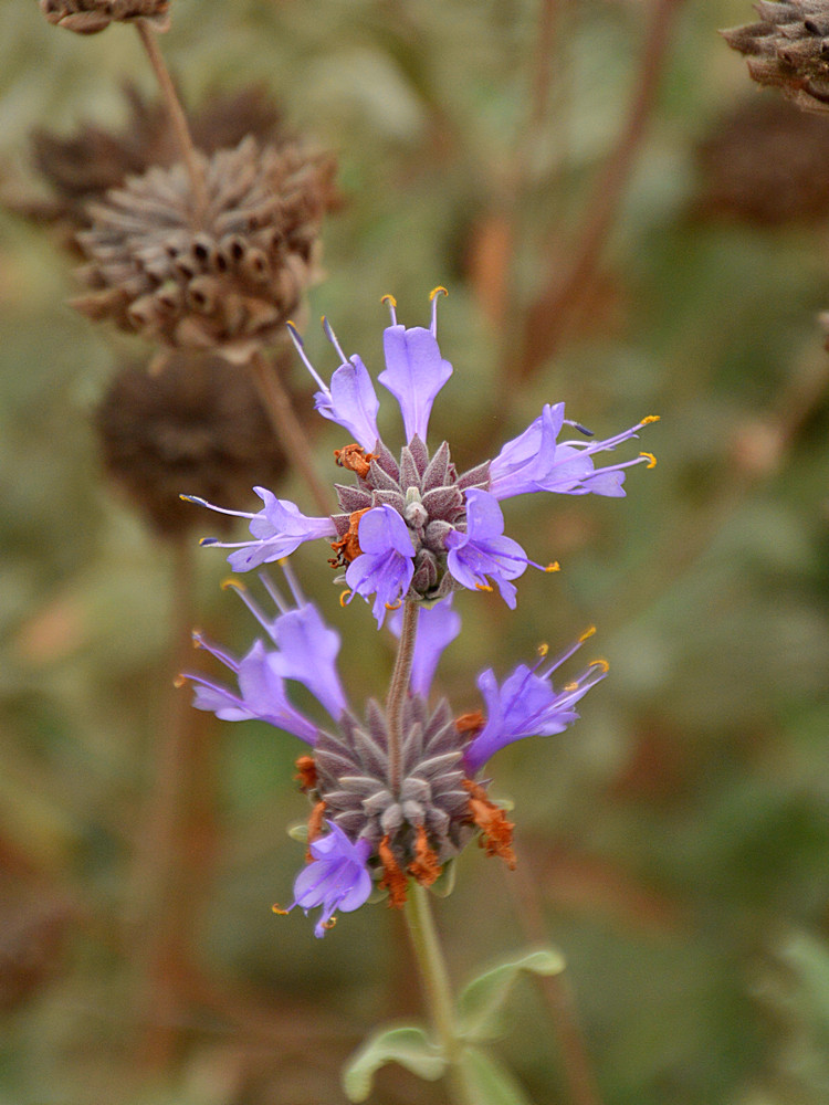 Salvia.jpg