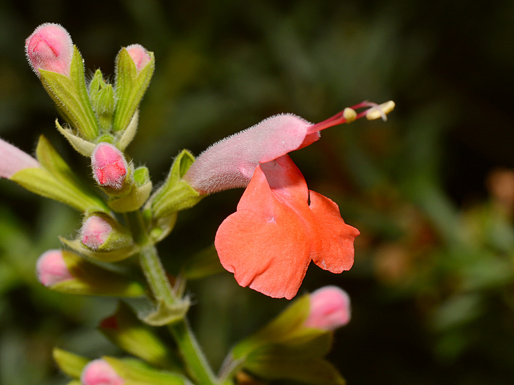 Salvia.jpg