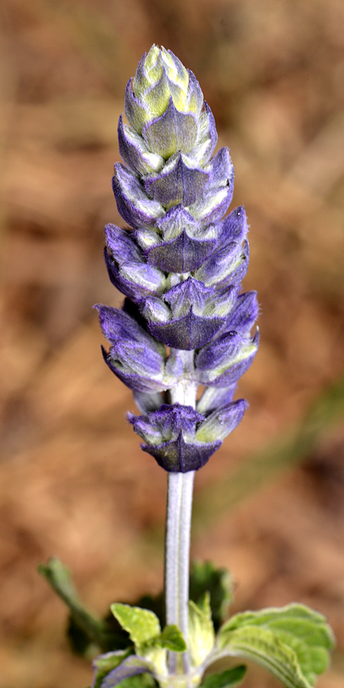 Salvia.jpg