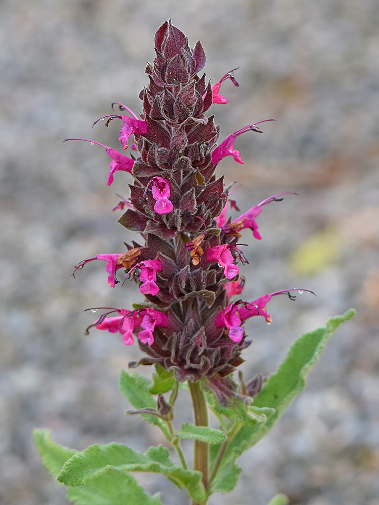 Salvia.jpg