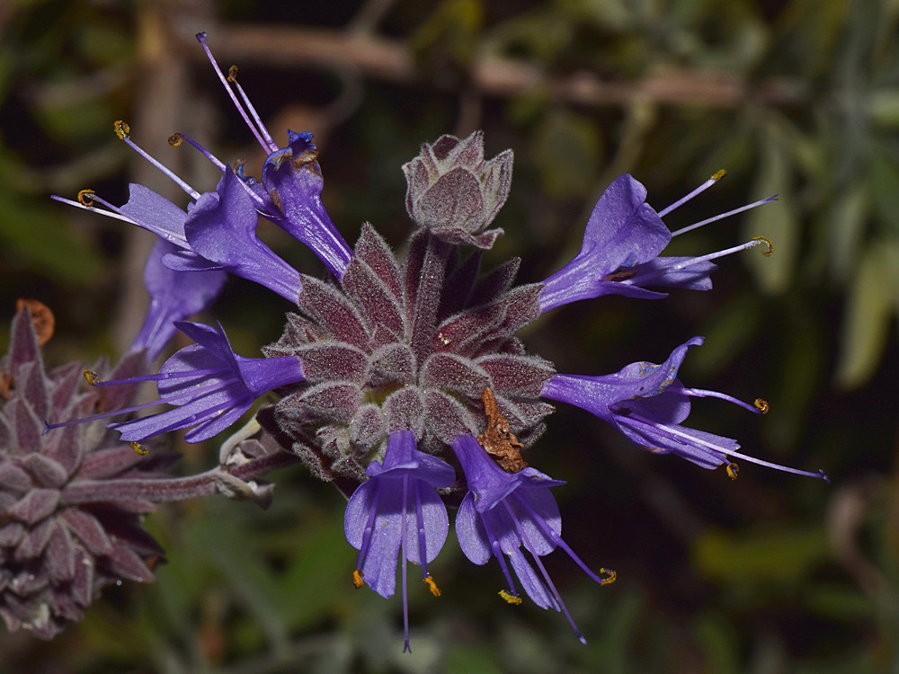 Salvia.jpg