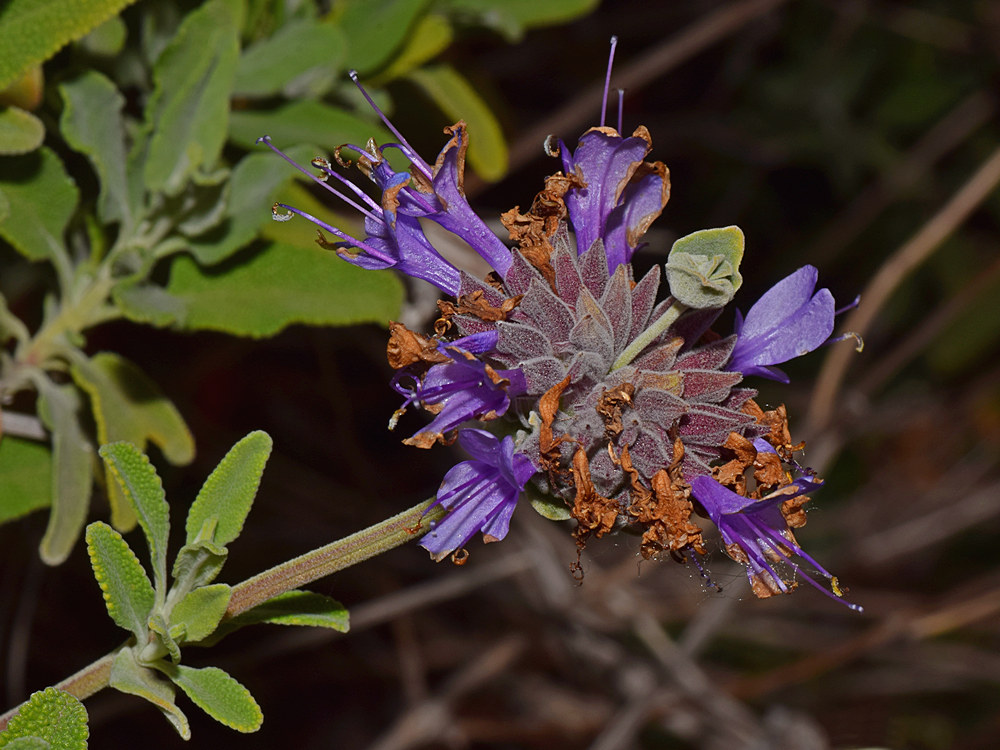 Salvia.jpg