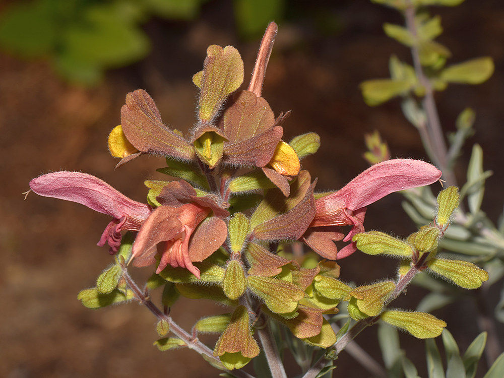 Salvia.jpg