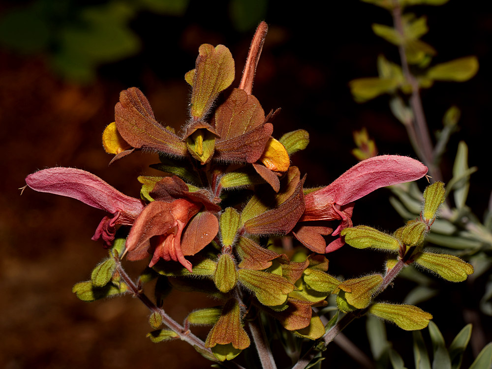 Salvia.jpg