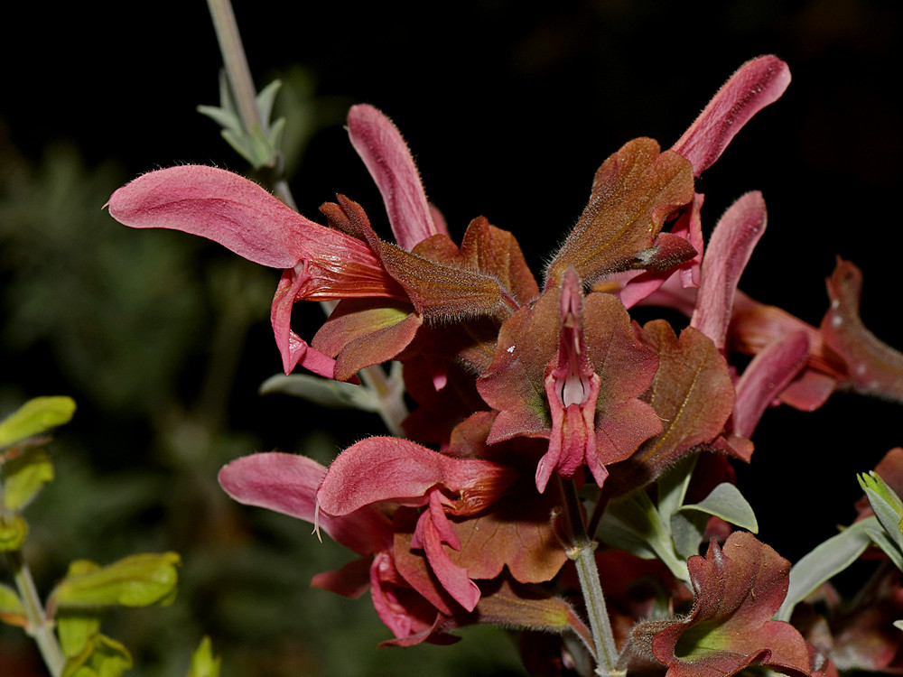 Salvia.jpg
