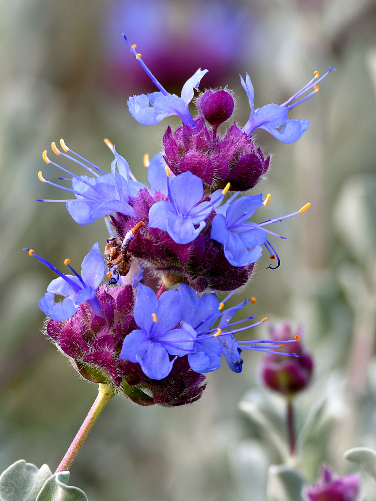 Salvia.jpg