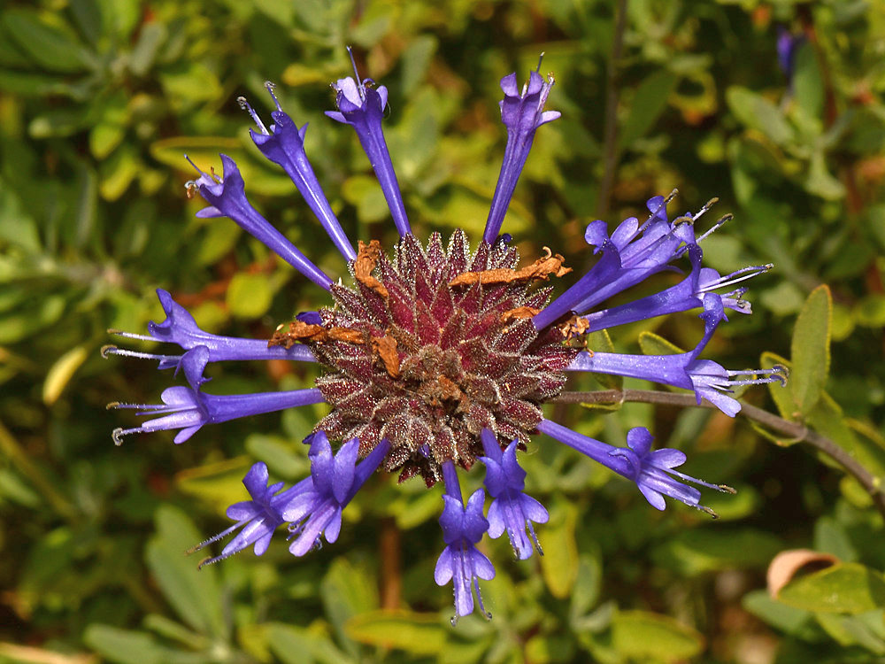 Salvia.jpg