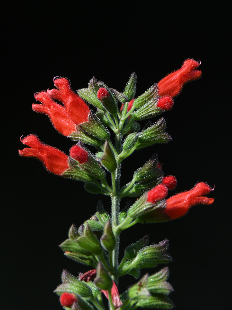 Salvia.jpg