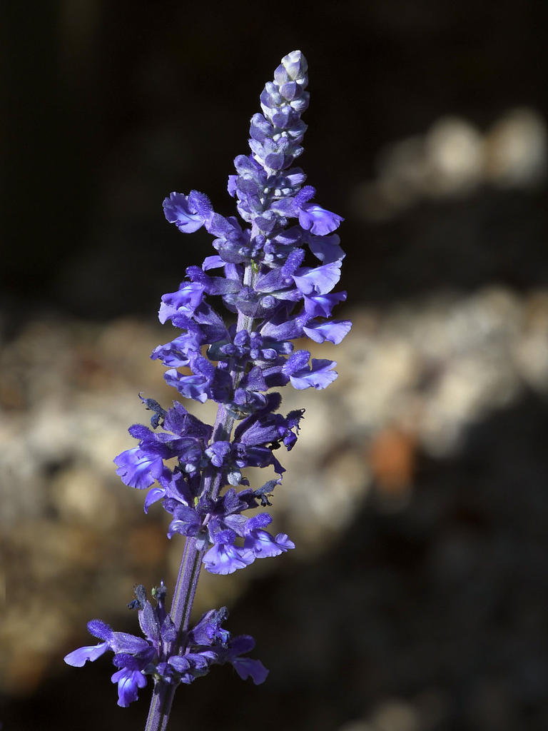 Salvia.jpg