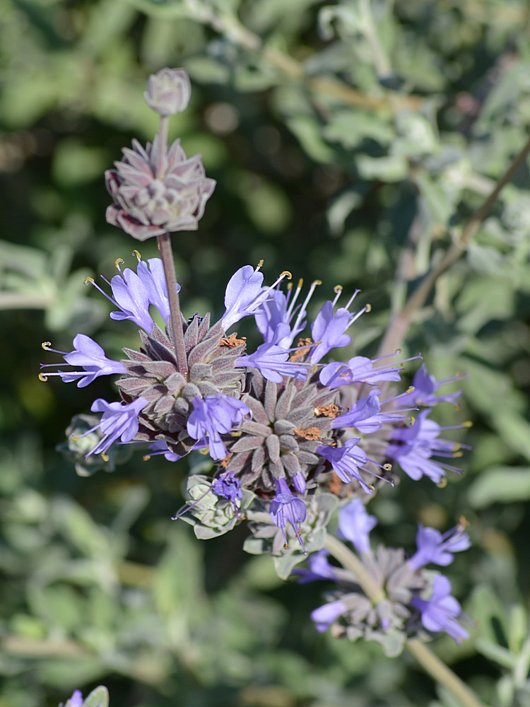 Salvia.jpg