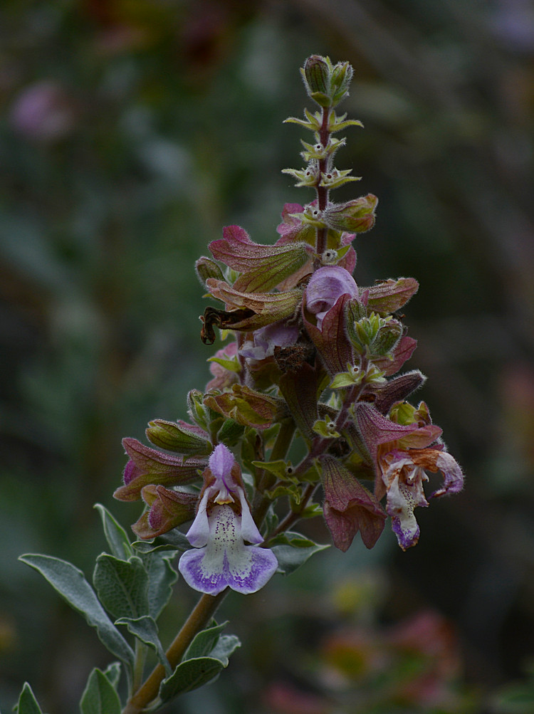 Salvia.jpg