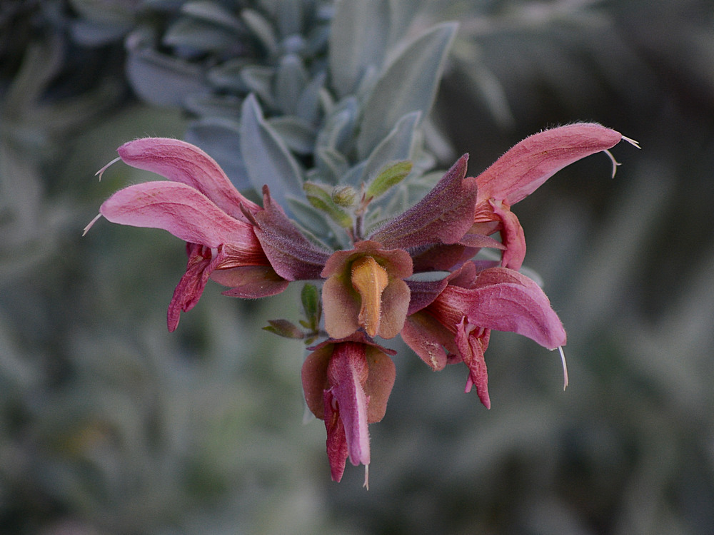Salvia.jpg