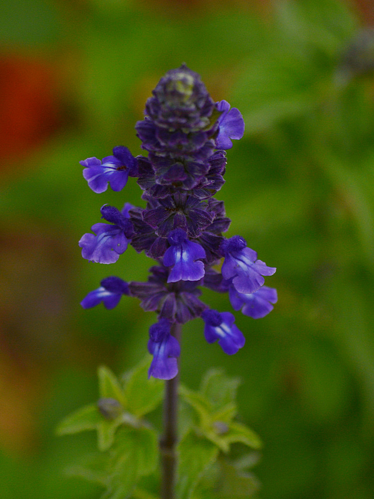 Salvia.jpg