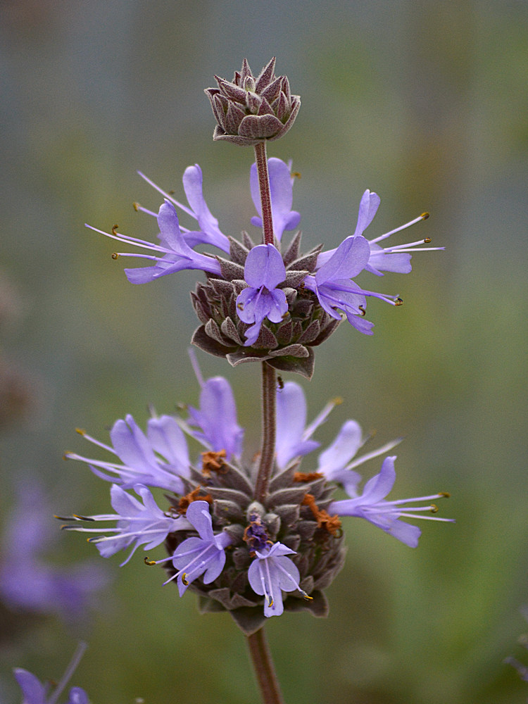 Salvia.jpg