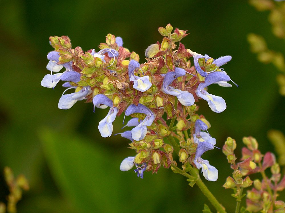 Salvia.jpg