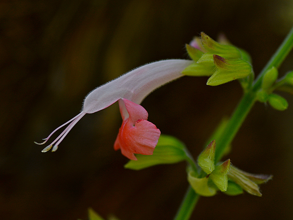 Salvia.jpg