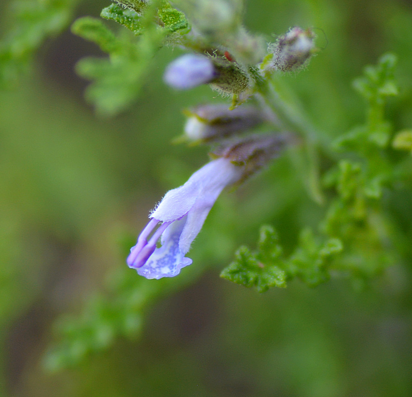 Salvia11Jan2014.jpg