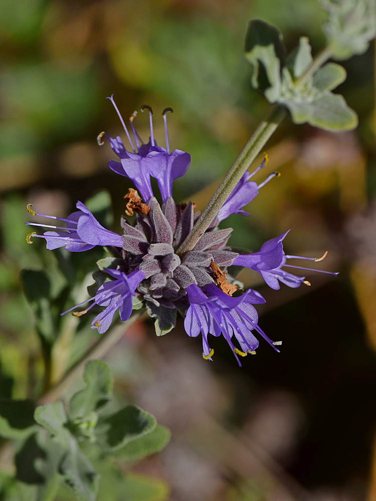 Salvia2.jpg