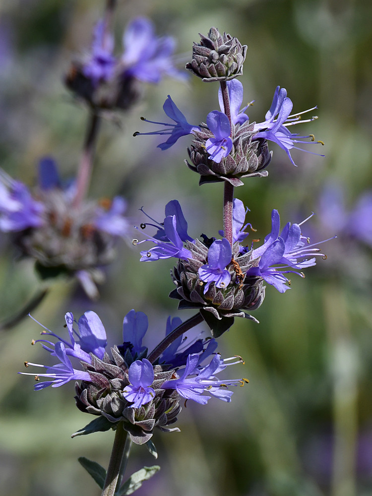 Salvia2.jpg
