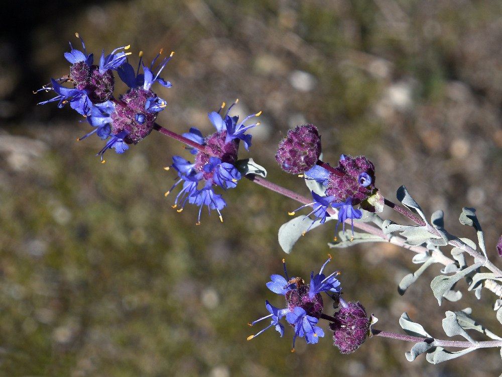 Salvia2.jpg