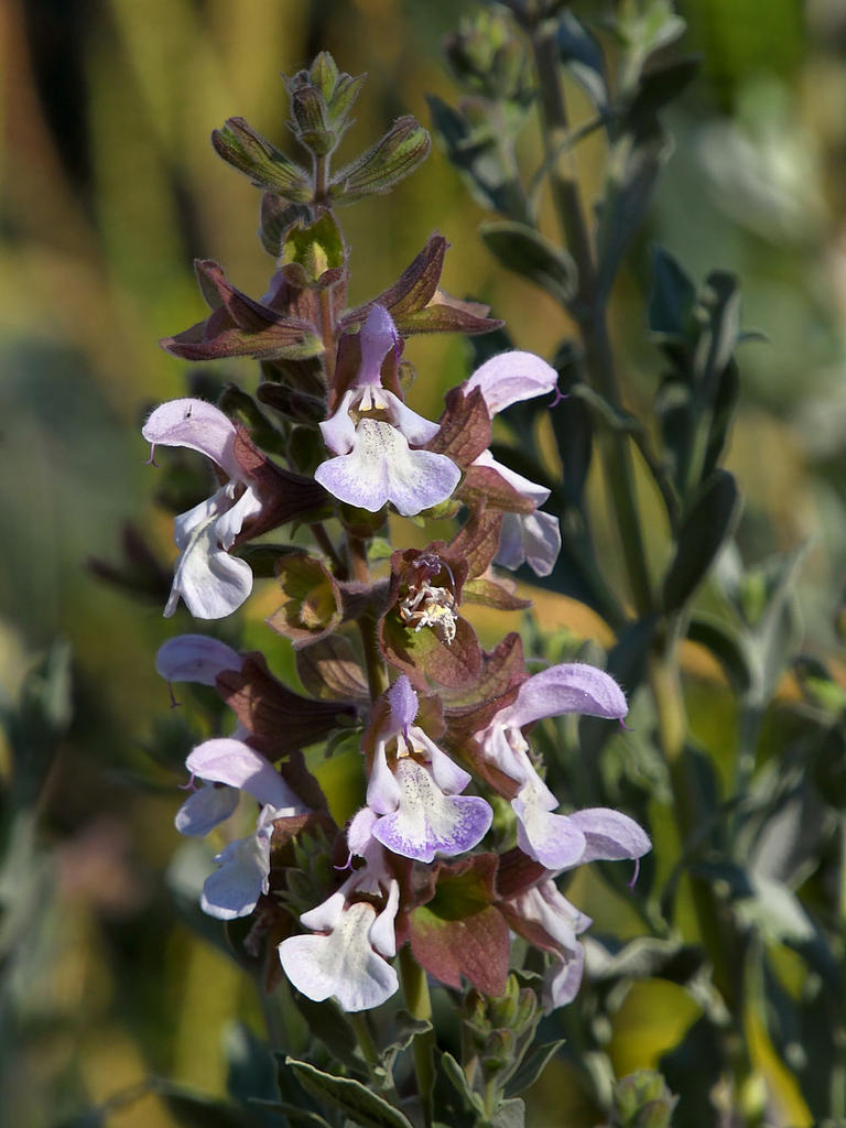 Salvia2.jpg