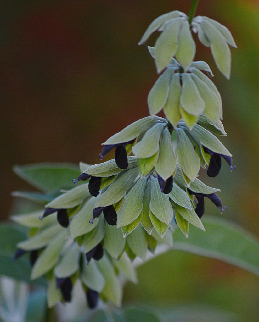 Salvia2.jpg