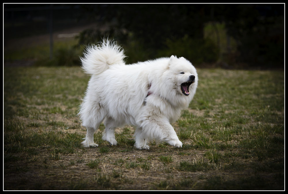 Samoyed.jpg