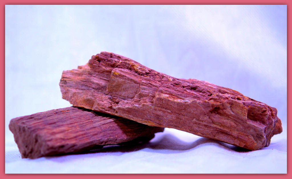 Samples of Pertified Wood.jpg