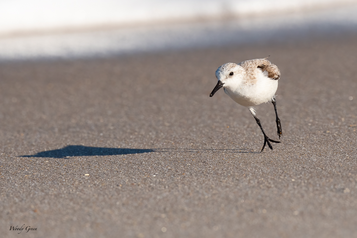 Sanderling-596.jpg