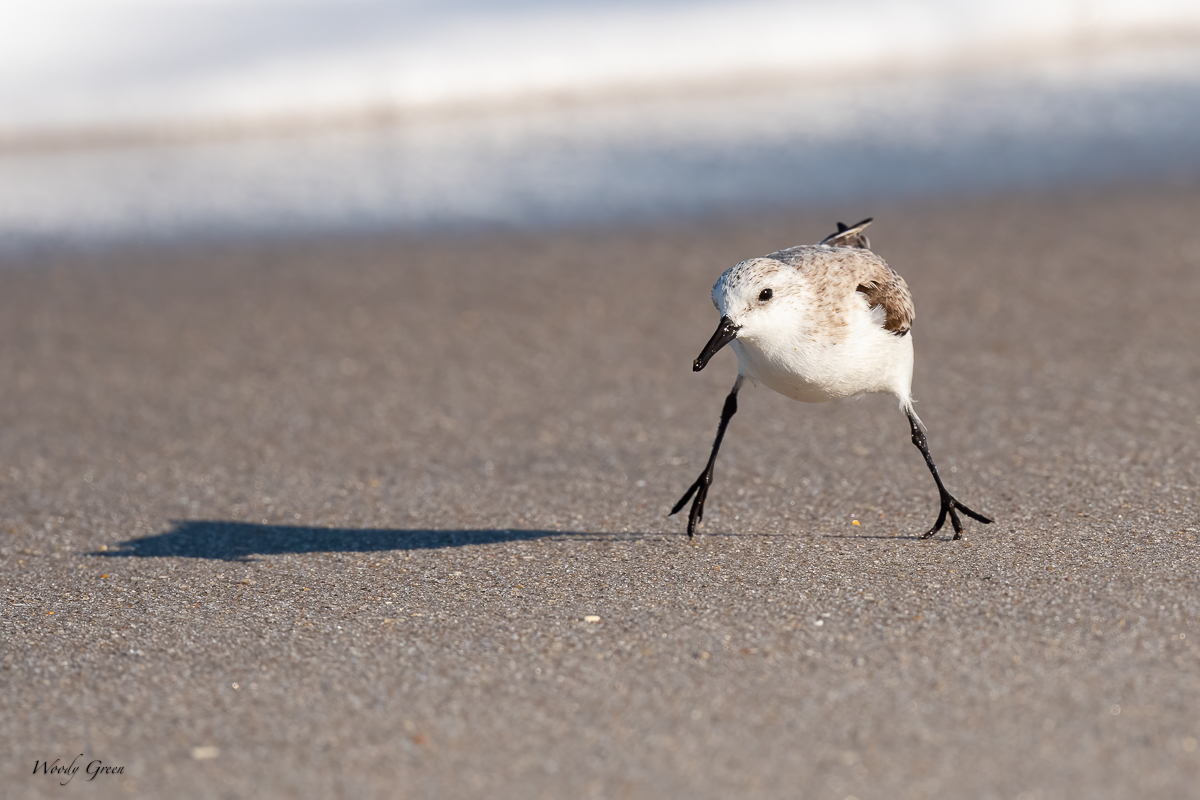 Sanderling-597.jpg