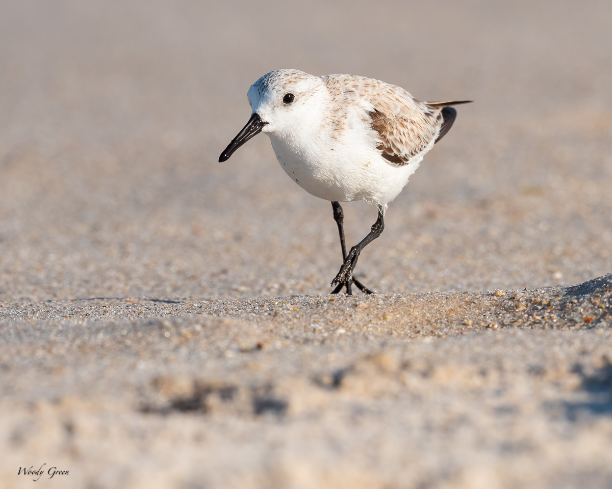 Sanderling-598.jpg